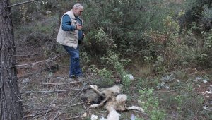 Kemer yaylalarına bırakılan köpekler ölüm kalım mücadelesi veriyor