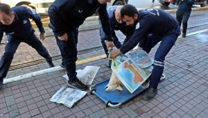 Köpeğinin dükkanı önünde öldüğünü duyan esnaf, üzüntüden uzun süre dışarıya çıkamadı
