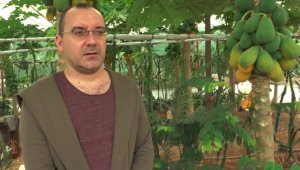 Okuduğu yalnız ada filmlerinde etkilenip papaya üretimine başladı