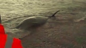 Sahile vuran dev Gagalı Balina'nın yardımına Sahil Güvenlik ekipleri koştu