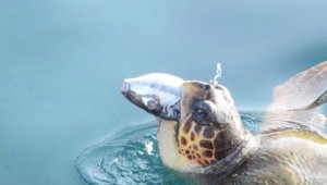 Validen balon balığı yiyen caretta caretta paylaşımı