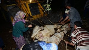 Yamaçtan düşerek arka ayakları kırılan inek için kurtarma operasyonu