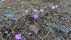 Yazın saklanıyor kışın çiçek açıyor