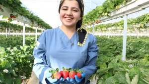 'Sabrina' kış çileği, 12 TL'den alıcı bulacak