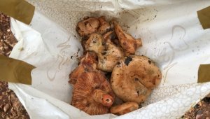 5 saatte toplayıp, kilogramını 50 TL'den satıyorlar