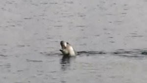 Akdeniz Körfezi'nde köpek balığı ve fok heyecanı