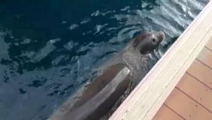 Kaş'ta Akdeniz Fok'unun marina turu
