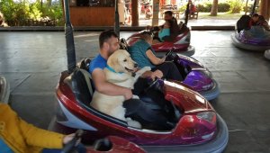 Köpeğin çarpışan oto keyfi