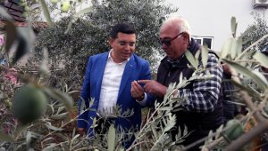 Tütüncü'den zeytin hasatı