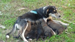 Vicdansızların vurduğu sokak köpeği yavrularına kavuştu
