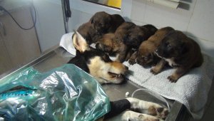 Yavruları, tüfekle vurulan av köpeğinin başından ayrılmadı