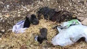5 yavru köpek, ölü annelerinin başucunda çuval içinde bulundu
