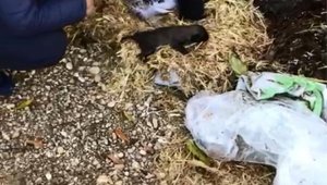 Anneleri ölen 5 yavru köpek, emin ellerde