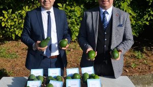 Avokado fidanı için 1 yıl önceden sıraya giriyorlar lar