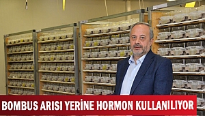 BOMBUS ARISI YERİNE HORMON KULLANILIYOR