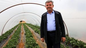 Çilek, üreticisinin yüzünü güldürdü