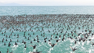 Kış ortasında  su kuşu sayımı