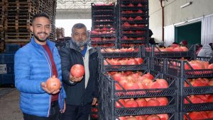 Korkuteli'de nar ihracatı başladı