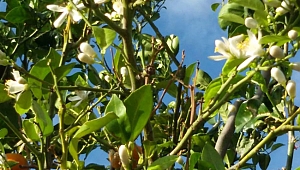 PORTAKAL AĞACI ÇİÇEK AÇTI