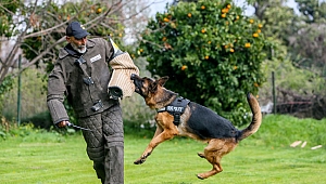 Alman kurt köpekleri eğitim alıyor