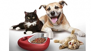 BU KONSERE GİRİŞ MAMAYLA