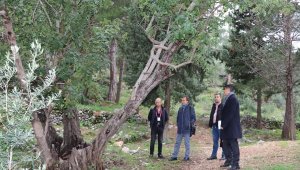 Doğa mirası ağaçlar unutulmadı