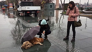 Islanan köpeğe, şemsiyeli koruma