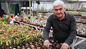 Kaktüsler erken  çiçek açtı