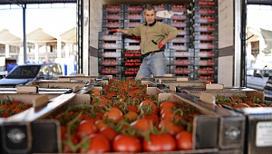 RUSYA, DOMATES ALIMINI DURDURDU