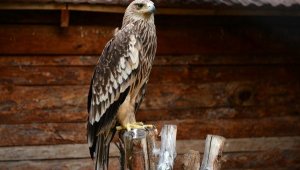 Şah kartallarının sayısı azalıyor