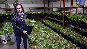  SEVGİLİLER İÇİN 170 BİN LALE ÜRETİLDİ