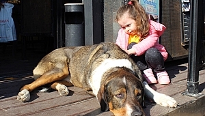 Sokak hayvanları  kafede ısınıyor