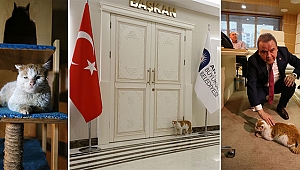 TOROS'UN YENİ YERİ BAŞKANIN MAKAMI