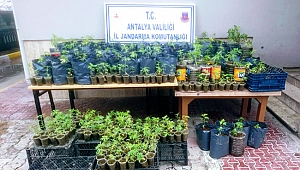 Uyuşturucu yetiştiren  baba ve oğlu tutuklandı