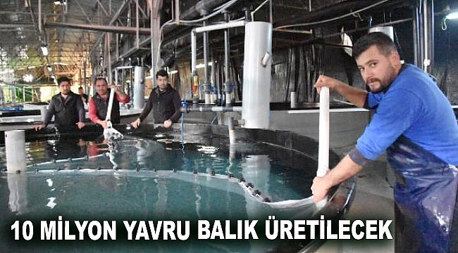 10 milyon yavru balık üretilecek