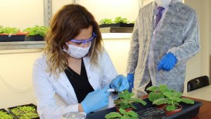 Tütün bitkisinden koronavirüs aşı çalışması