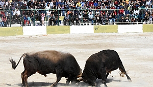 Güreşlerin  geliri eğitime