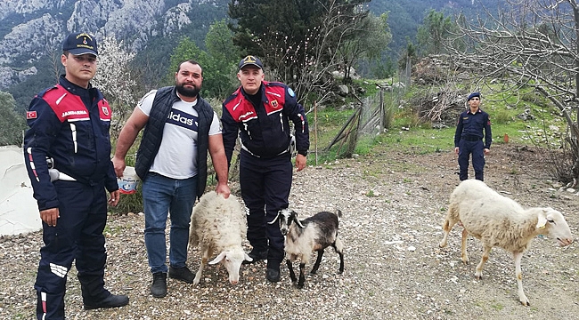 Kayıp 11 küçükbaş hayvan bulundu