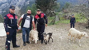Kayıp 11 küçükbaş  hayvan bulundu