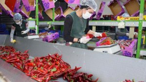 Kumluca'dan sebzeler, hallere tertemiz ulaştırılıyor