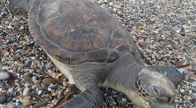 Ölü caretta kıyıya vurdu