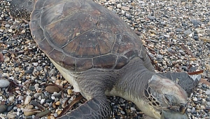 Ölü caretta  kıyıya vurdu