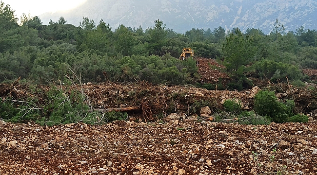 Orman envanterine zarar vermekten soruşturma başlatıldı