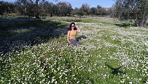 Papatya görsel şöleni