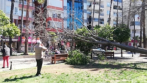 Şiddetli rüzgar 30 metrelik ağacı devirdi