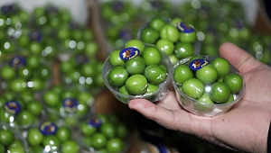 YEŞİL ERİĞİN  KİLOSU 750 TL