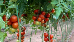 'Antalya, hem Türkiye'yi, hem dünyayı doyuruyor'