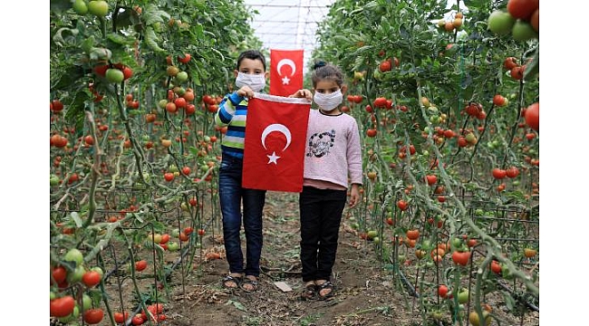 Ailesi domates toplayan ikizler, bayramı serada kutladı