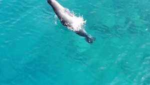 Akdeniz foku, Üç Adalar'da görüntülendi