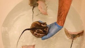 Akvaryumun yeni üyeleri